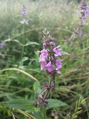 Stachys palustris
