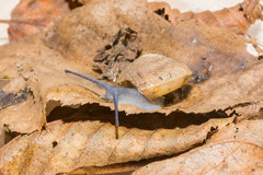 Aegopis gemonensis