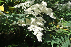 Sorbaria kirilowii