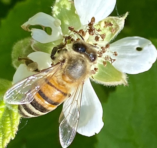 iNaturalist observation photo of Western Honey Bee