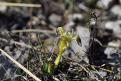 Iris adriatica