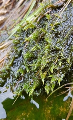 Warnstorfia fluitans