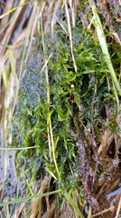 Warnstorfia fluitans