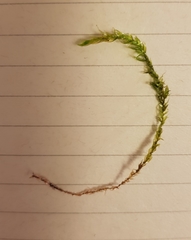 Warnstorfia fluitans