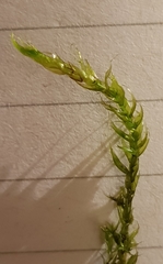 Warnstorfia fluitans