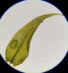 Warnstorfia fluitans