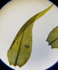 Warnstorfia fluitans