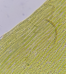 Warnstorfia fluitans