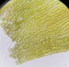 Warnstorfia fluitans