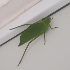 Stilpnochlora quadrata