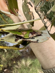 Hypochrysops epicurus