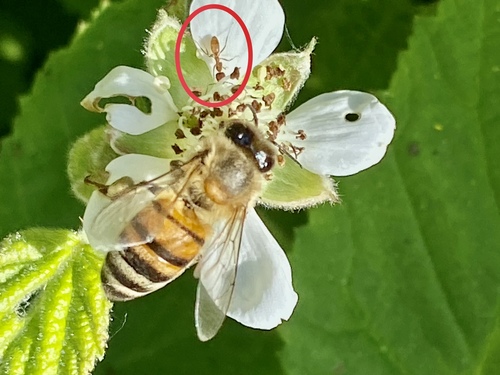 iNaturalist observation photo of Argentine Ant
