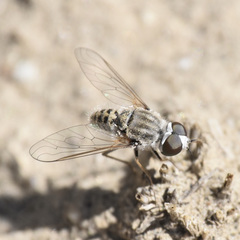 Aphoebantus interruptus