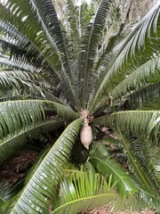 Dioon pectinatum