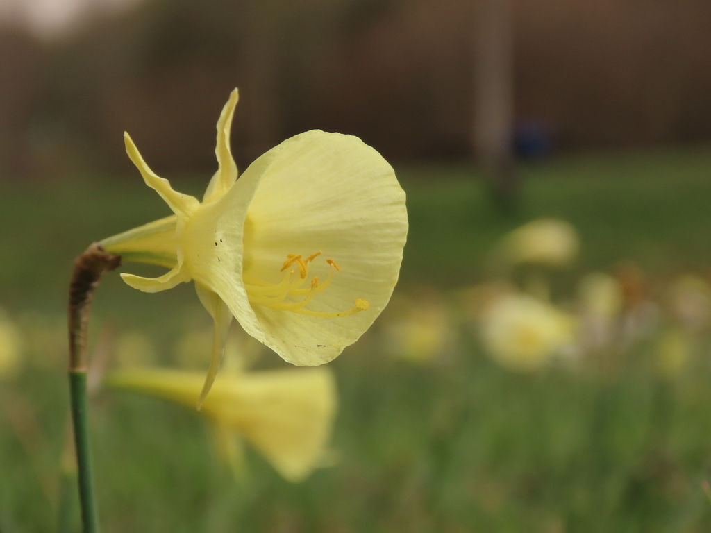 Giant narcissus