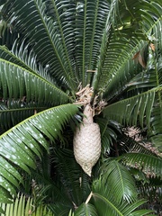 Dioon pectinatum