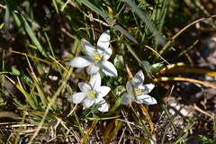 Ornithogalum sigmoideum