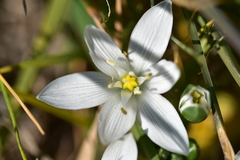 Ornithogalum sigmoideum
