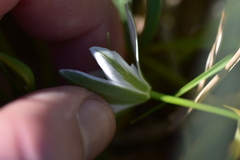 Ornithogalum sigmoideum