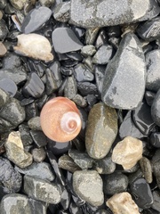 Cryptonatica aleutica