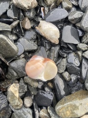 Cryptonatica aleutica