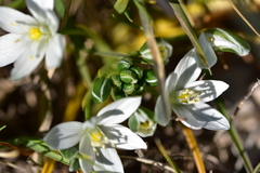 Ornithogalum sigmoideum