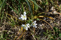 Ornithogalum sigmoideum