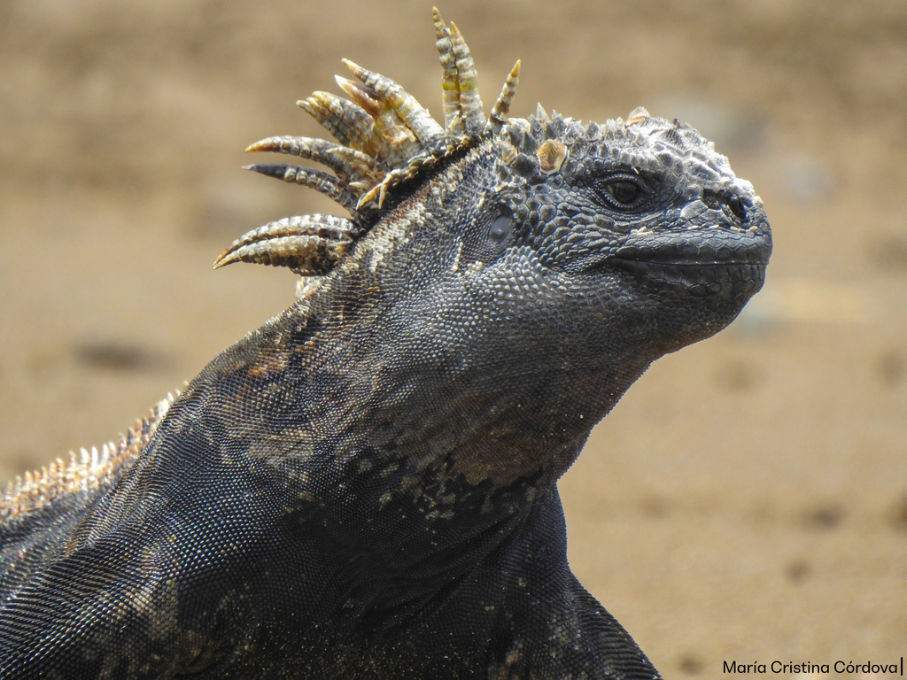 Photo of Galapagos Marine Iguana (Amblyrhynchus cristatus)