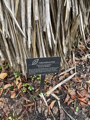 Copernicia macroglossa