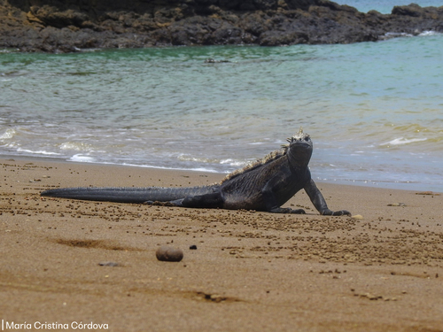 Photo of Galapagos Marine Iguana (Amblyrhynchus cristatus)