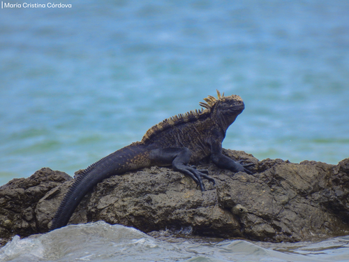 Photo of Galapagos Marine Iguana (Amblyrhynchus cristatus)