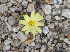 Anisocoma acaulis