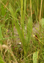 Dactylorhiza praetermissa junialis