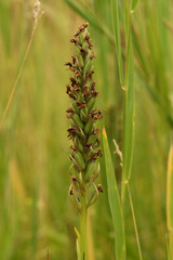 Dactylorhiza praetermissa junialis