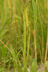 Dactylorhiza praetermissa junialis
