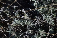 Teucrium capitatum capitatum