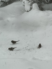 Spizelloides arborea