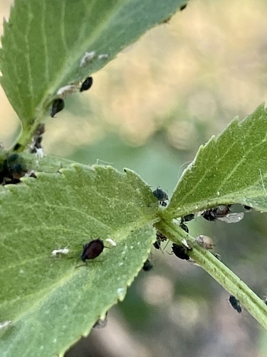 iNaturalist observation photo of Aphis