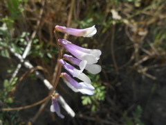 Vicia villosa pseudocracca