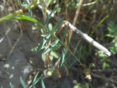 Vicia villosa pseudocracca