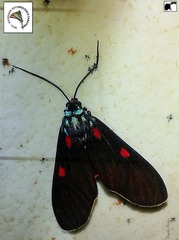 Cyanopepla fastuosa