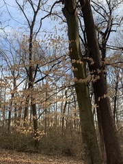 Fagus grandifolia