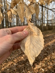 Fagus grandifolia