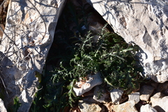 Crupina crupinastrum