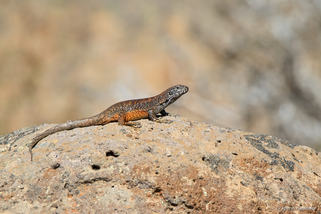 Krieg's Tree Iguana