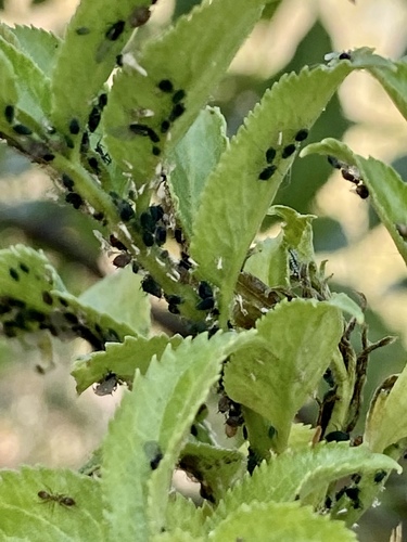 iNaturalist observation photo of Aphis