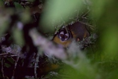 Aotus nigriceps