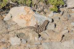 Liolaemus lineomaculatus