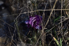 Iris adriatica
