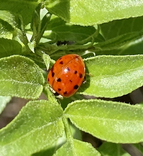 iNaturalist observation photo of Asian Lady Beetle